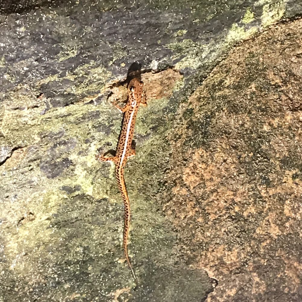 Echo Dell Indian Echo Caverns - Salamander - Landmarks & Historical Buildings Near Me - Hummelstown, Pennsylvania Echo Dell Indian Echo Caverns - Salamander - Landmarks & Historical Buildings Near Me - Hummelstown, Pennsylvania