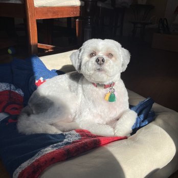 Bubbles N Bones - Pet Groomers Near Me