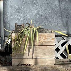 Long Play Lounge - They grow cats here