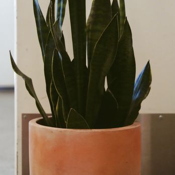 Proyecto Diaz Coffee - Coffee & Tea Near Me - Oakland, California