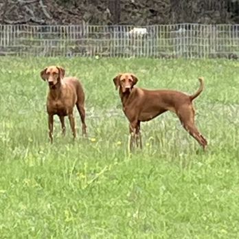 Sunny Oaks Pet Resort - Pet Sitting Near Me - Boerne, Texas Sunny Oaks Pet Resort - Pet Sitting Near Me - Boerne, Texas
