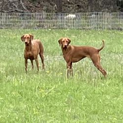 Sunny Oaks Pet Resort