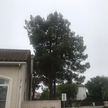 Master Tree Services - One of the pine trees. - Tree Services Near Me Master Tree Services - One of the pine trees. - Tree Services Near Me
