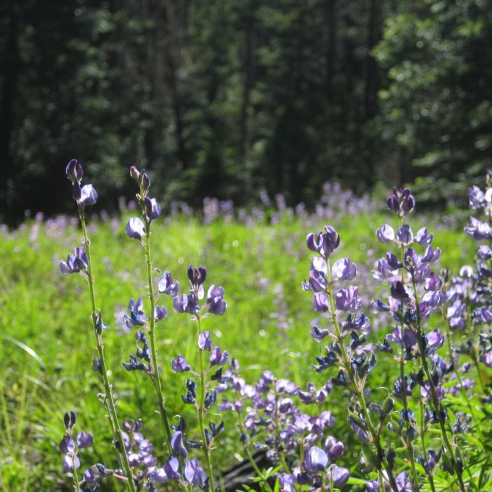 Fife's Peak Trailhead - Hiking Near Me - Naches, Washington Fife's Peak Trailhead - Hiking Near Me - Naches, Washington