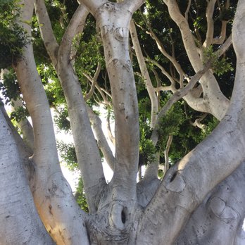 Central City Tree Service - Focus trimmed up - Landscaping Near Me - Santa Maria, California Central City Tree Service - Focus trimmed up - Landscaping Near Me - Santa Maria, California
