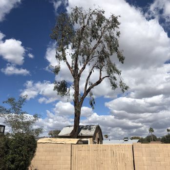 Arbor Care Tree Service - Tree Services Near Me Arbor Care Tree Service - Tree Services Near Me