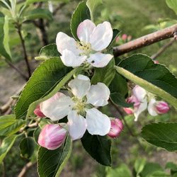 Old Orchard Place - Orchard in bloom!