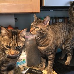 Pet Buddies - Enzo and Finn
