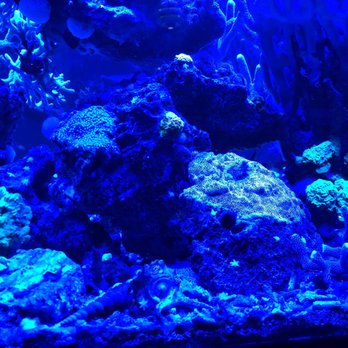 Moloko - Love the aquariums here! - Lounges Near Me - Portland, Oregon
