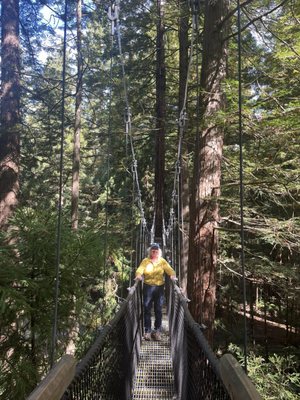 Redwoods Treewalk by null