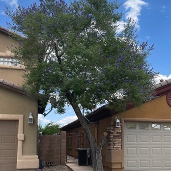 Treepro - After photo! The cut on the trunk was already there, treepro did not take out any trunk limbs. - Tree Services Near Me - Las Vegas, Nevada Treepro - After photo! The cut on the trunk was already there, treepro did not take out any trunk limbs. - Tree Services Near Me - Las Vegas, Nevada