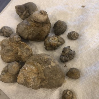 Fossil & Prairie Center - Gastropods - Parks Near Me - Rockford, Iowa Fossil & Prairie Center - Gastropods - Parks Near Me - Rockford, Iowa