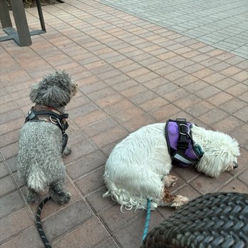 Irvine Spectrum Center - My nephew's dogs - Shopping Centers Near Me - Irvine, California Irvine Spectrum Center - My nephew's dogs - Shopping Centers Near Me - Irvine, California