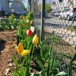 Pulaski Park - Pulaski Park Community Garden, Bloomfield NJ