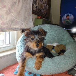 Tillie now rules the roost!!! Love her so much!! Tillie now rules the roost!!! Love her so much!!