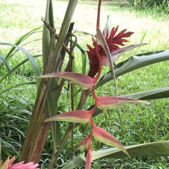 Twin Falls Trail - Hiking Near Me - Haiku, Hawaii Twin Falls Trail - Hiking Near Me - Haiku, Hawaii