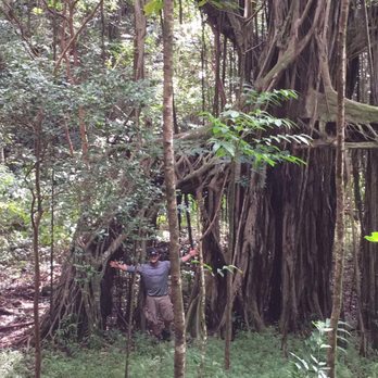 Ka'au Crater - Random tree I liked lol - Hiking Near Me - Honolulu, Hawaii Ka'au Crater - Random tree I liked lol - Hiking Near Me - Honolulu, Hawaii