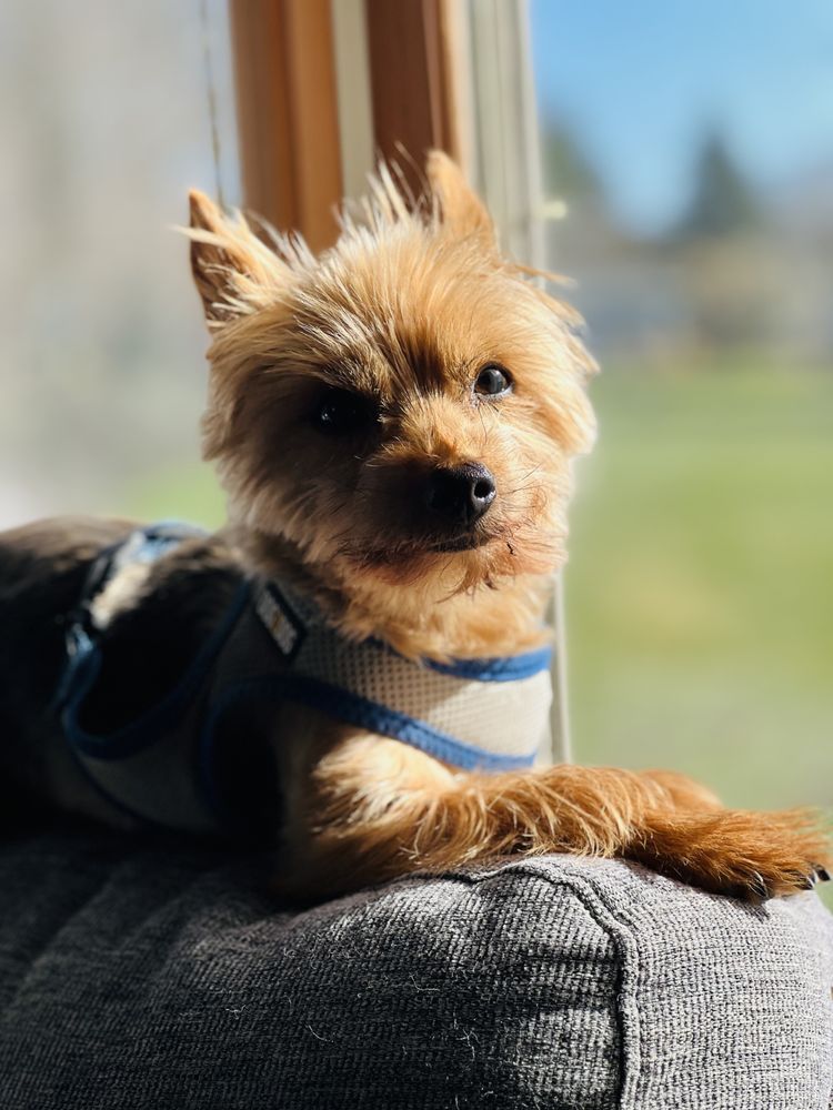 Jumpnlab Pet Care - pet boarding facility in Deerfield, WI
