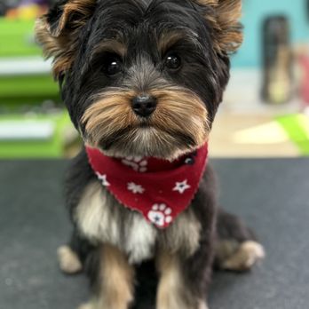 Pampered Paws-N-Claws - Pet Groomers Near Me - Claridge, Pennsylvania Pampered Paws-N-Claws - Pet Groomers Near Me - Claridge, Pennsylvania