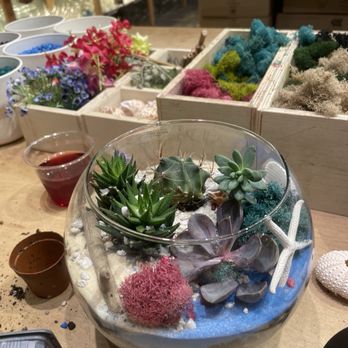 PlantHouse - Succulent - Arts & Crafts Near Me - Virginia Beach, Virginia PlantHouse - Succulent - Arts & Crafts Near Me - Virginia Beach, Virginia