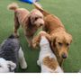 Photo of Bark Club