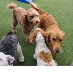 Bark Club