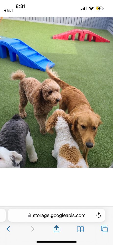 Bark Club - pet boarding facility in Gretna, NE
