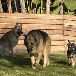 Happy puppies Happy puppies