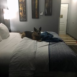 My dog laying comfortably on the cozy, plush bed in our La Quinta room. My dog laying comfortably on the cozy, plush bed in our La Quinta room.