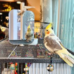 Wes's Pets & Feeds - My cockatiel, boy. Sings to us every day.  love him!