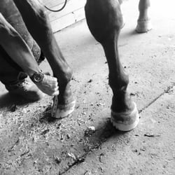 Genesis Farriers