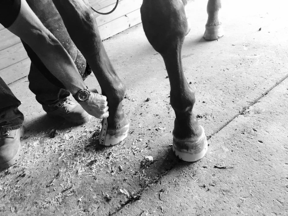 Genesis Farriers Image