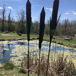 Winnie Palmer Nature Reserve