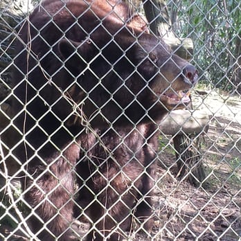 Everglades Outpost - Black Bear - Zoos Near Me - Homestead, Florida Everglades Outpost - Black Bear - Zoos Near Me - Homestead, Florida