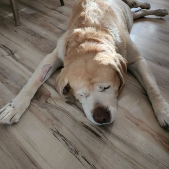 Shadow Hills Pet Clinic - Resting after surgery, thank you Dr Mohan - Veterinarians Near Me - Sun Valley, California Shadow Hills Pet Clinic - Resting after surgery, thank you Dr Mohan - Veterinarians Near Me - Sun Valley, California