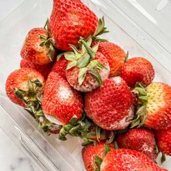 Malama Market - Moldy strawberries from malama in a container