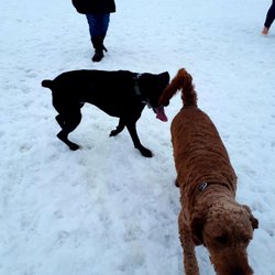 Manning Village Dog Park & Playground
