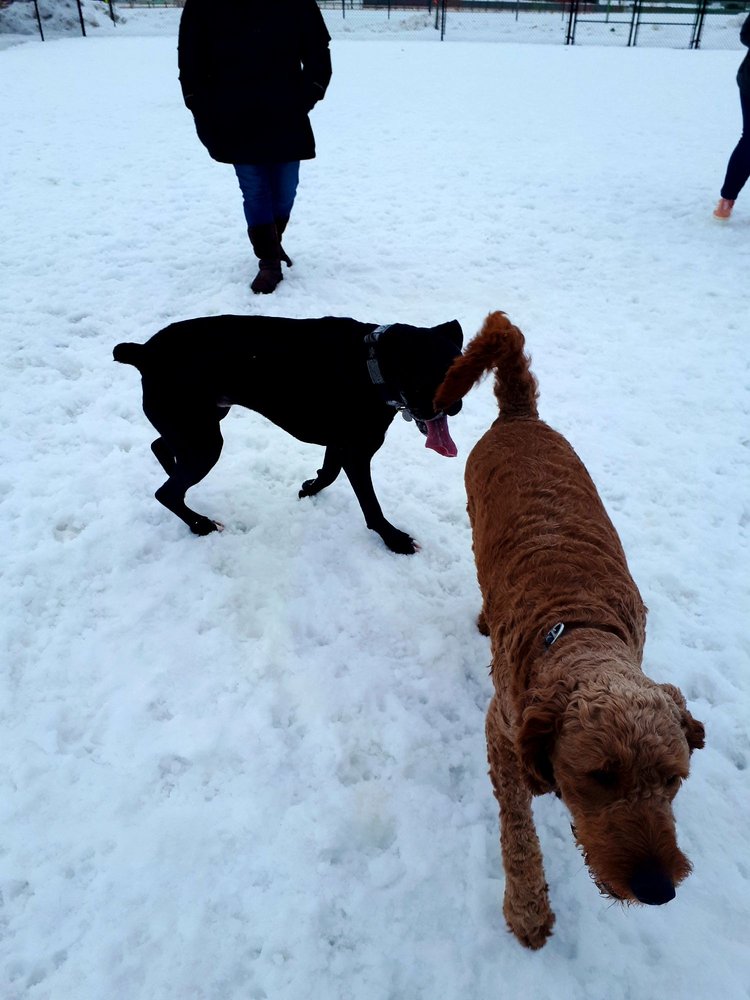 MANNING VILLAGE DOG PARK & PLAYGROUND Updated September 2024 Ebbers