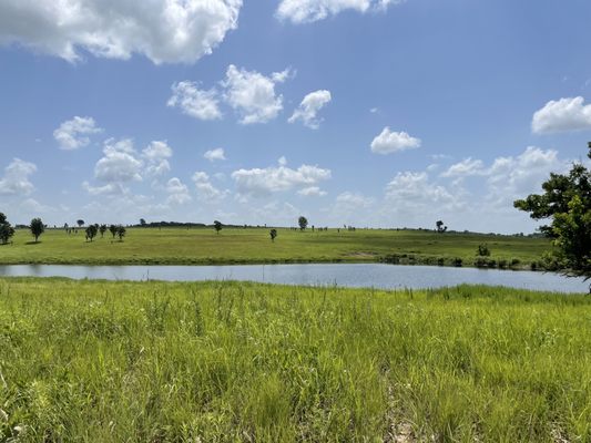 Joseph H. Williams Tallgrass Prairie Preserve by null
