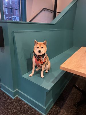 The Boozy Mutt by null