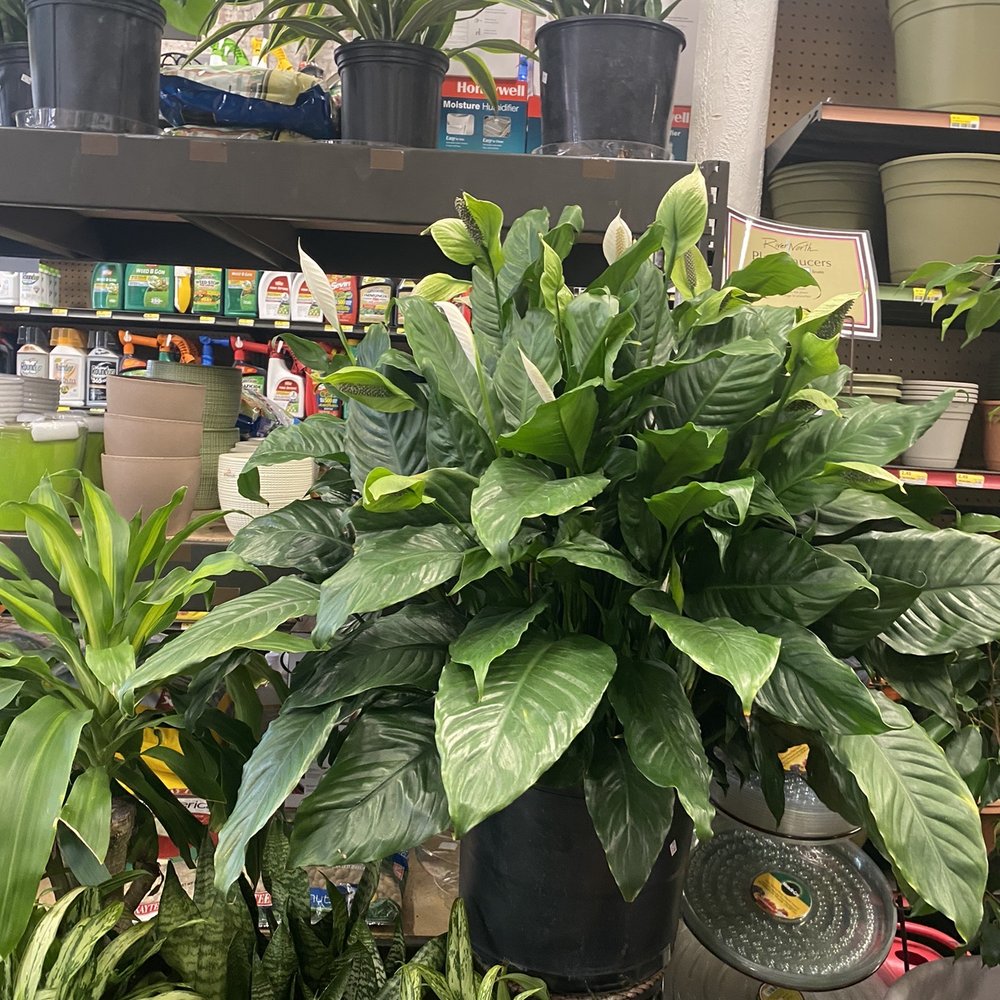 Woods Hardware - Peace Lily - Hardware Stores Near Me - Cincinnati, Ohio Woods Hardware - Peace Lily - Hardware Stores Near Me - Cincinnati, Ohio