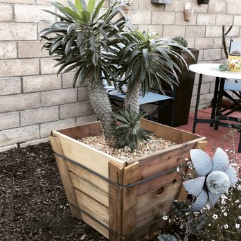 Stop the Drop Landscape Designs - Freshly Transplanted this Madagascar Palm Tree from a 15gal container to a beautiful 24" Cedar box w/ Mexican Beach Pebble topping. - Landscaping Near Me Stop the Drop Landscape Designs - Freshly Transplanted this Madagascar Palm Tree from a 15gal container to a beautiful 24" Cedar box w/ Mexican Beach Pebble topping. - Landscaping Near Me