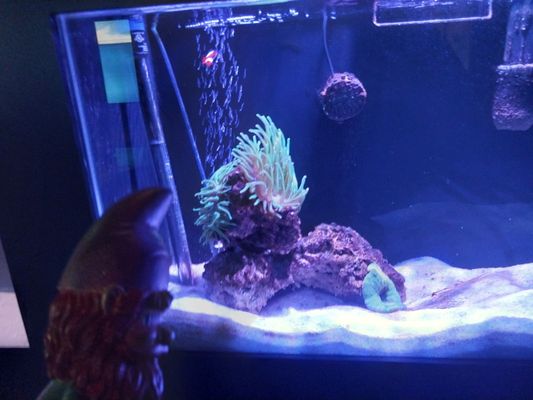 Alabama Aquarium at the Dauphin Island Sea Lab by null