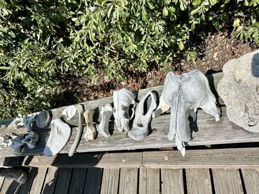 Año Nuevo State Park by null