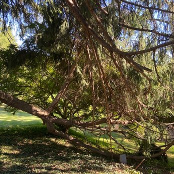 Prestige Tree Experts - This is the section of the tree which they just left without pruning and I needed to have them return to complete - Tree Services Near Me