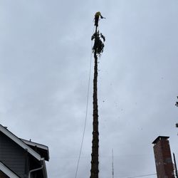 JT Tree Service