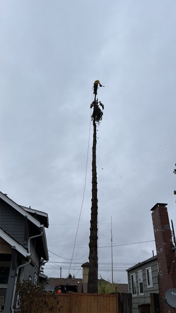 JT Tree Service - tree service in Tacoma, WA
