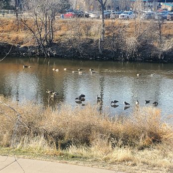 South Platte River Trail - Geese Enjoying the Day by the RiNo Art Park - Parks Near Me South Platte River Trail - Geese Enjoying the Day by the RiNo Art Park - Parks Near Me
