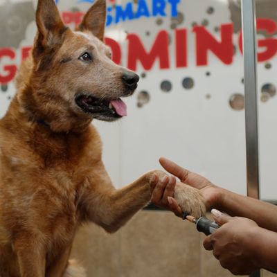 PetSmart by null