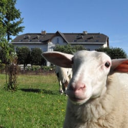 Gut Nisdorf - Gut Nisdorf mit Kuschelschaf Emma